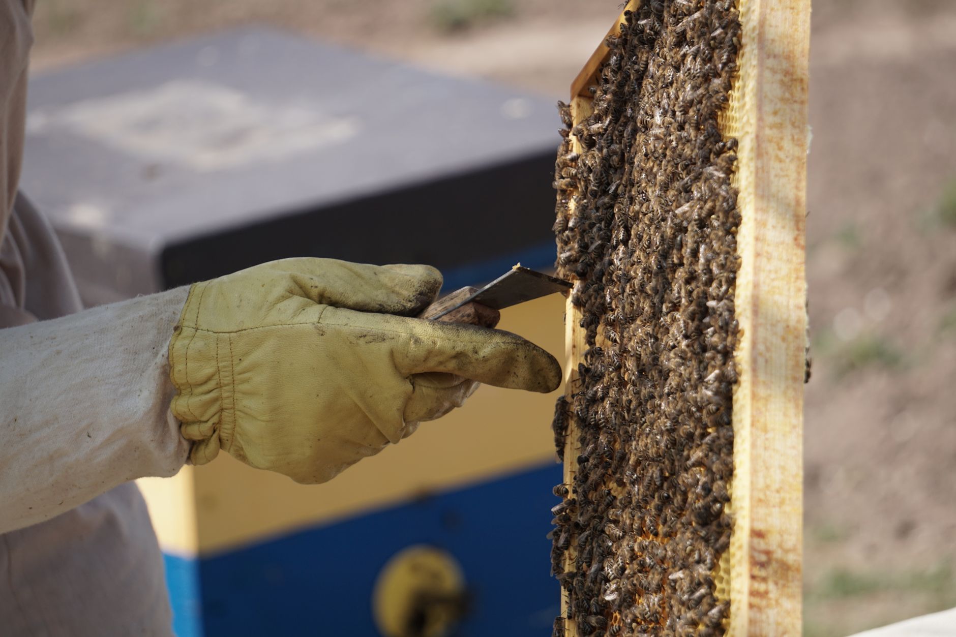 beekeeper in apiary placing honey frame into electric stainless steel extractor