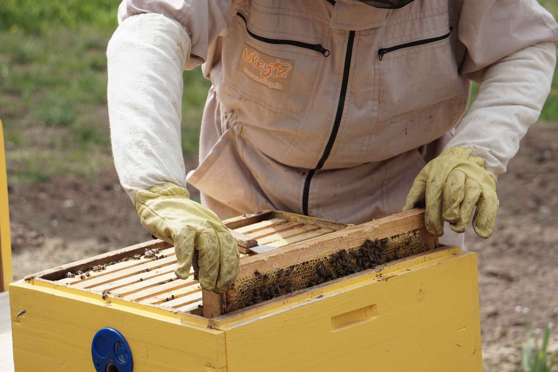 beekeeper wearing ventilated beekeeping gloves checking a hive frame