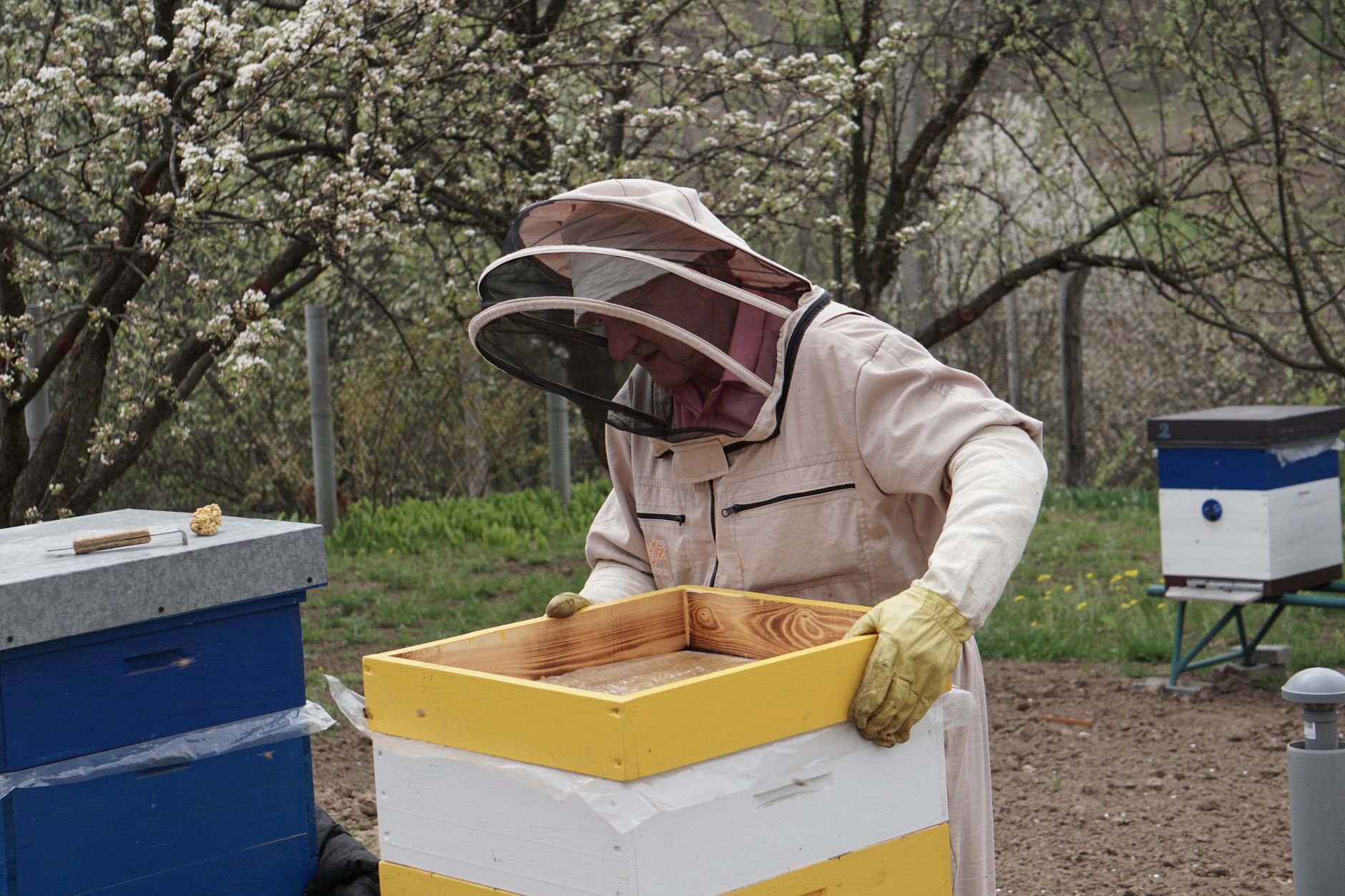 beekeeper in white cotton full suit standing near colorful beehive boxes