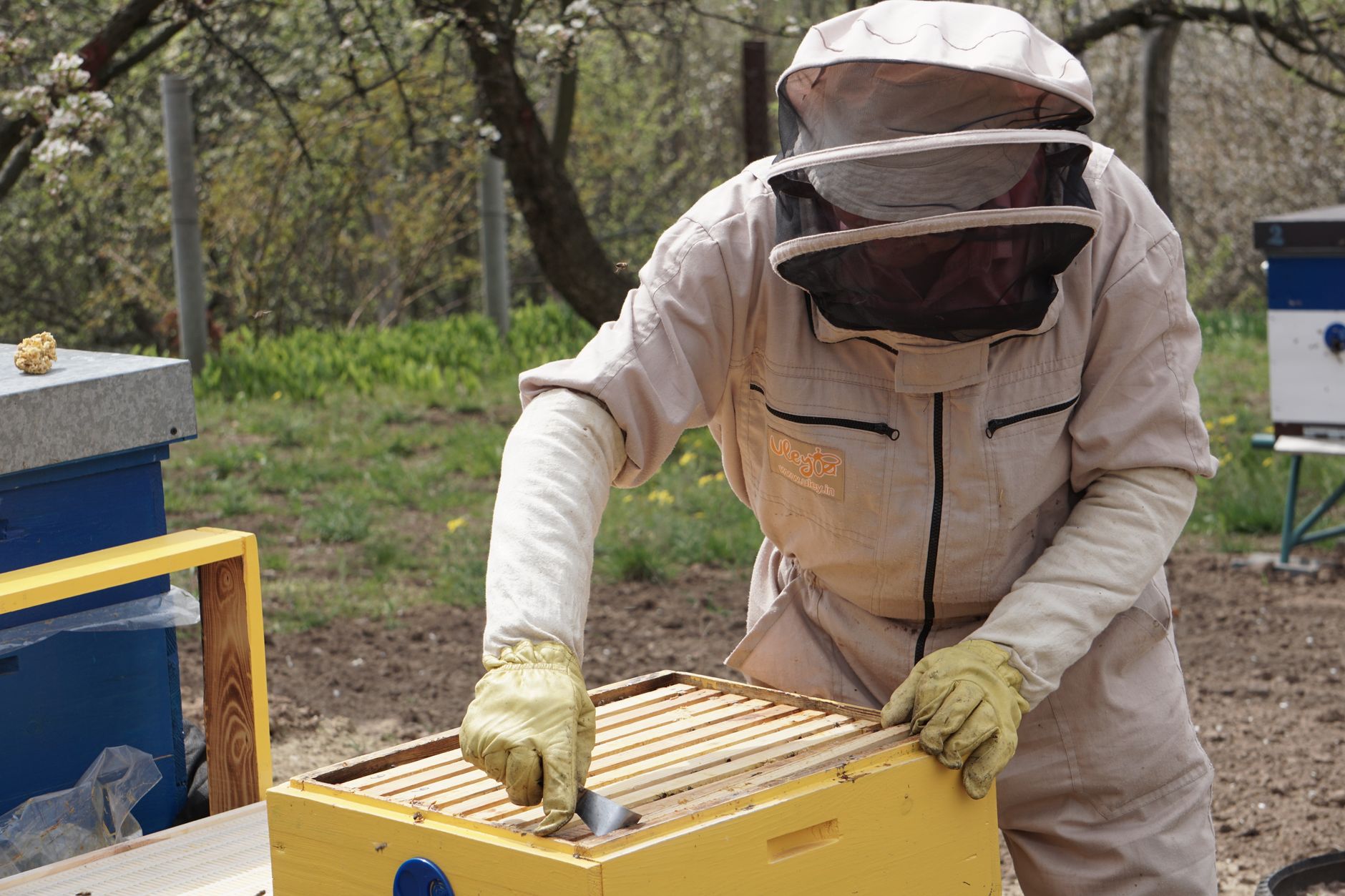 a beekeeper swirling bees in an alcohol wash jar to count varroa mites