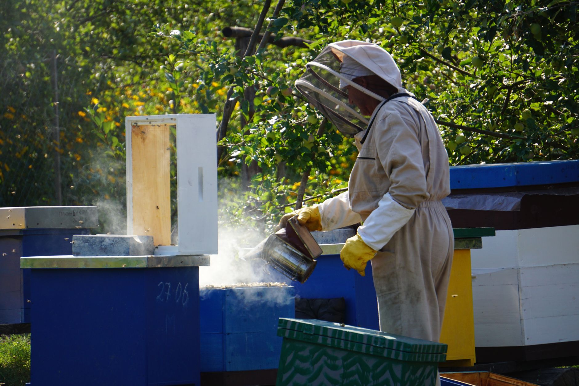 a beekeeper inserting a varroa mite treatment strip between brood frames