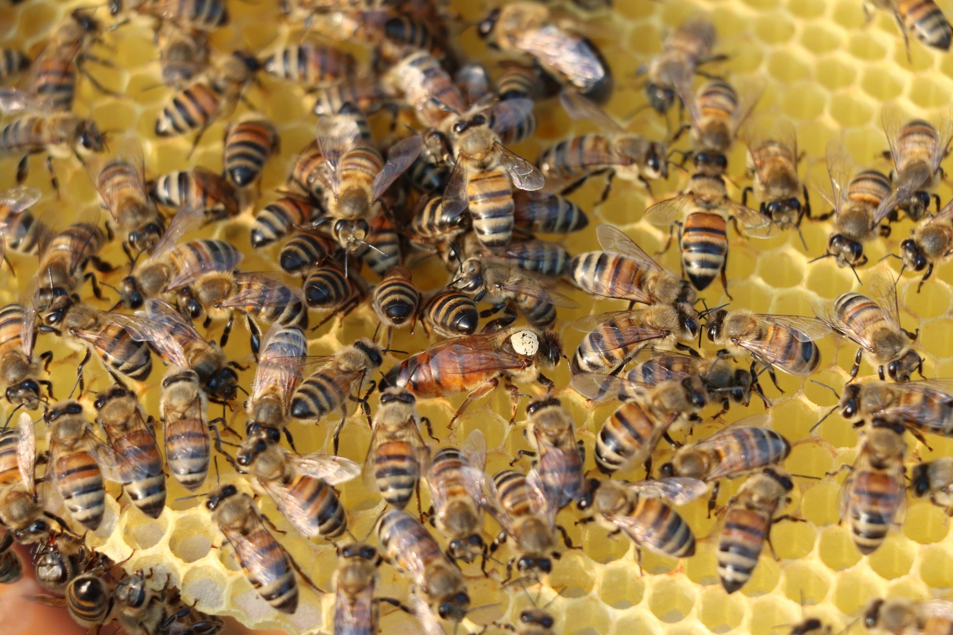 A beekeeper holding a wooden package box with thousands of honey bees and a small queen cage.