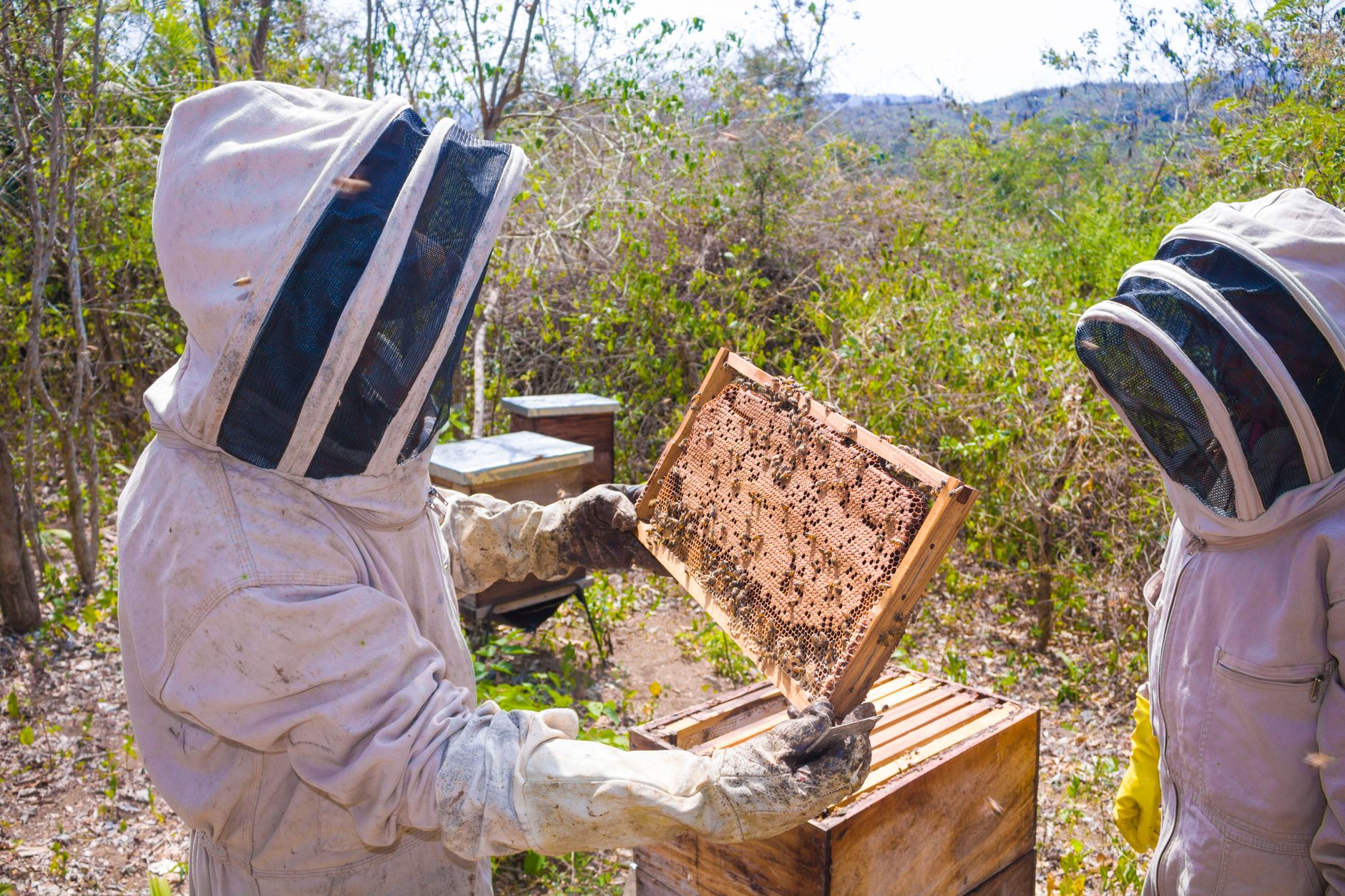 Beekeeper lifting a wooden frame filled with bees and honeycomb from a hive box