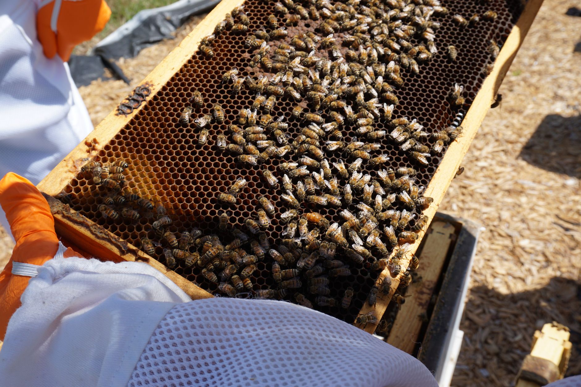 beekeeper holding a hive frame covered with bees and searching for eggs