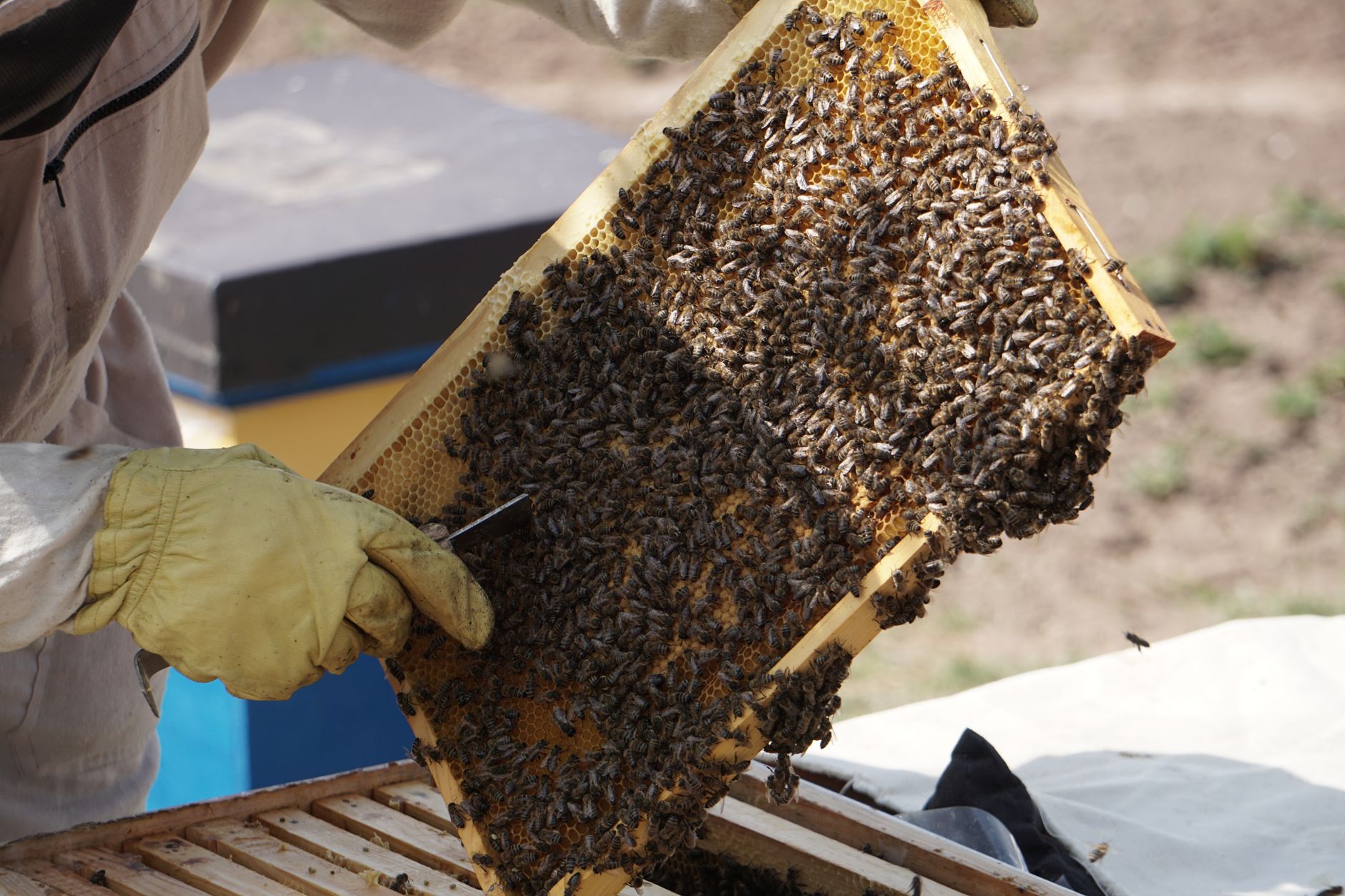 Beekeeper holding a frame full of bees and white brood cappings