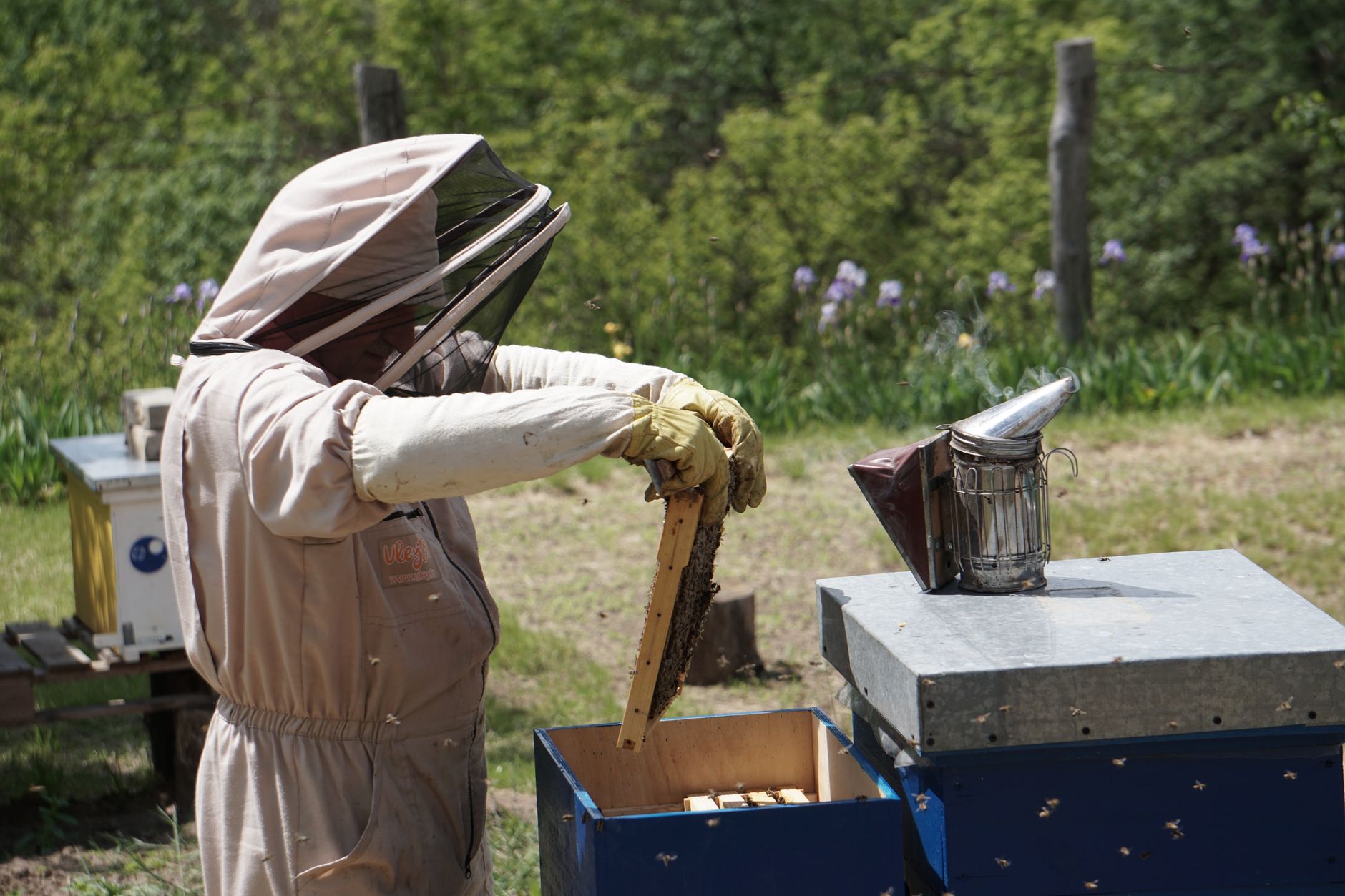 Beekeeper placing wood shavings into a shallow quilt box above a beehive inner cover