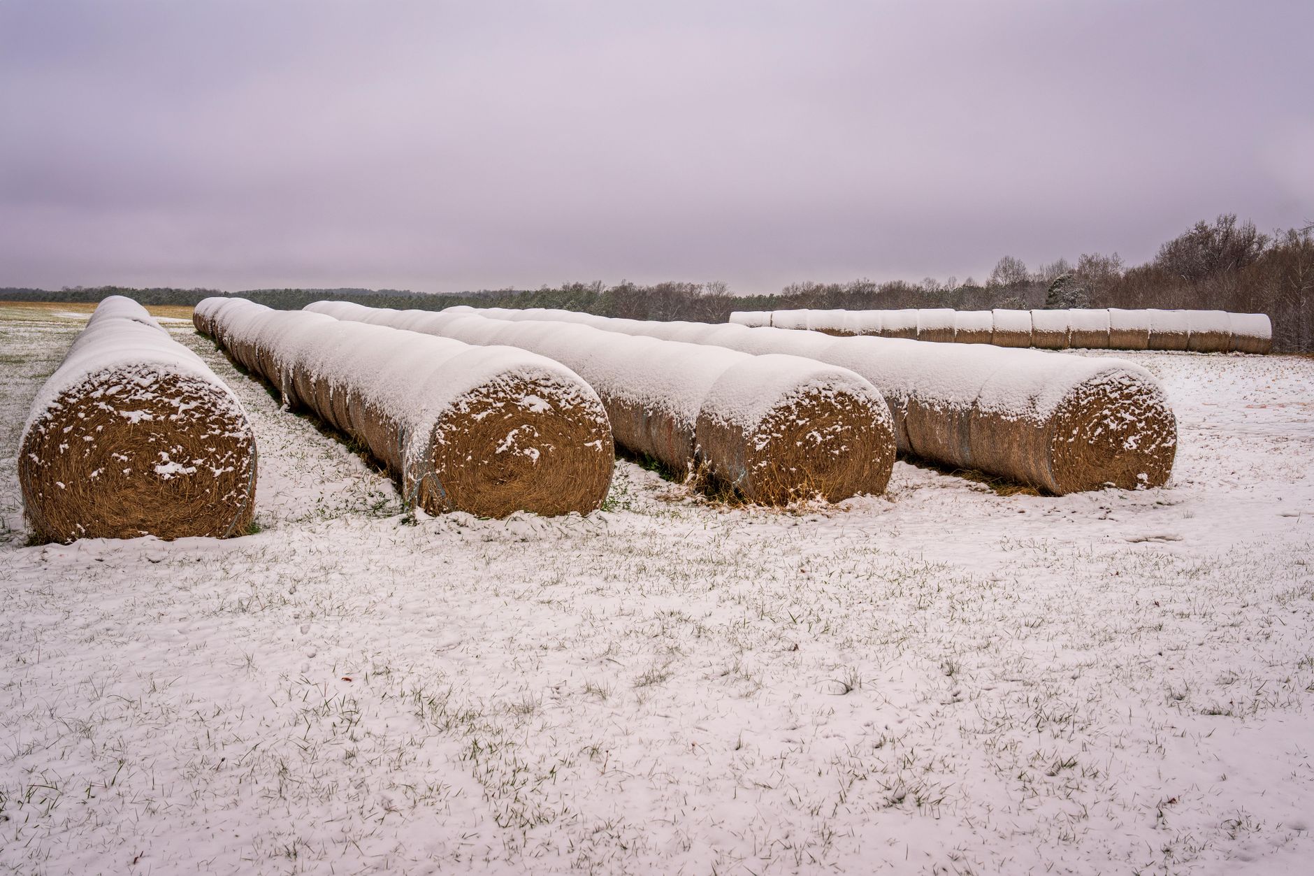 Beehives positioned behind a straw bale windbreak on a winter day