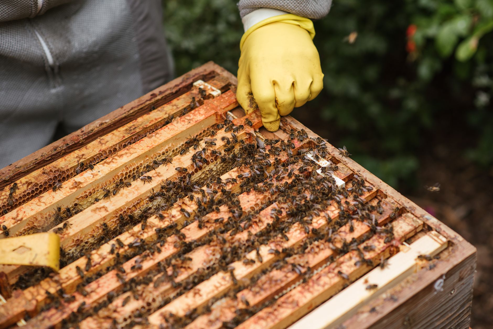 a beekeeper turning the key on a Flow Hive frame while honey flows into a jar