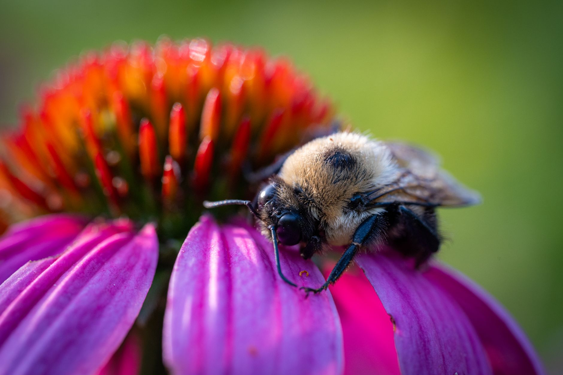 Honeybee collecting nectar from a purple coneflower in a sunny garden
