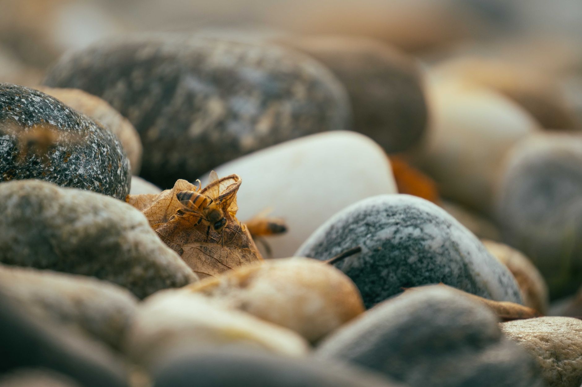 Bees drinking water from a shallow pebble-filled dish in a pollinator garden