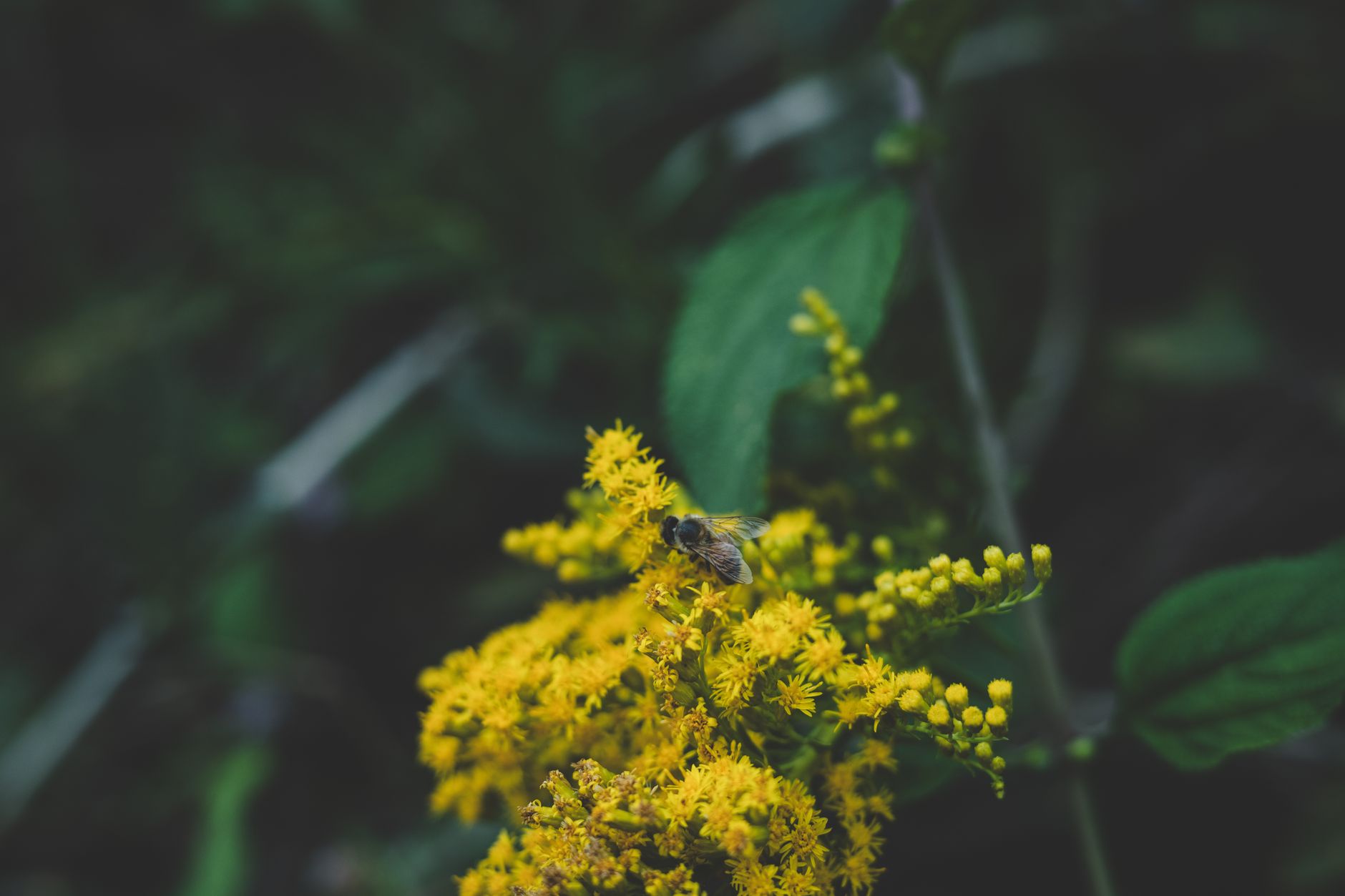 Bees visiting goldenrod and aster flowers in late summer