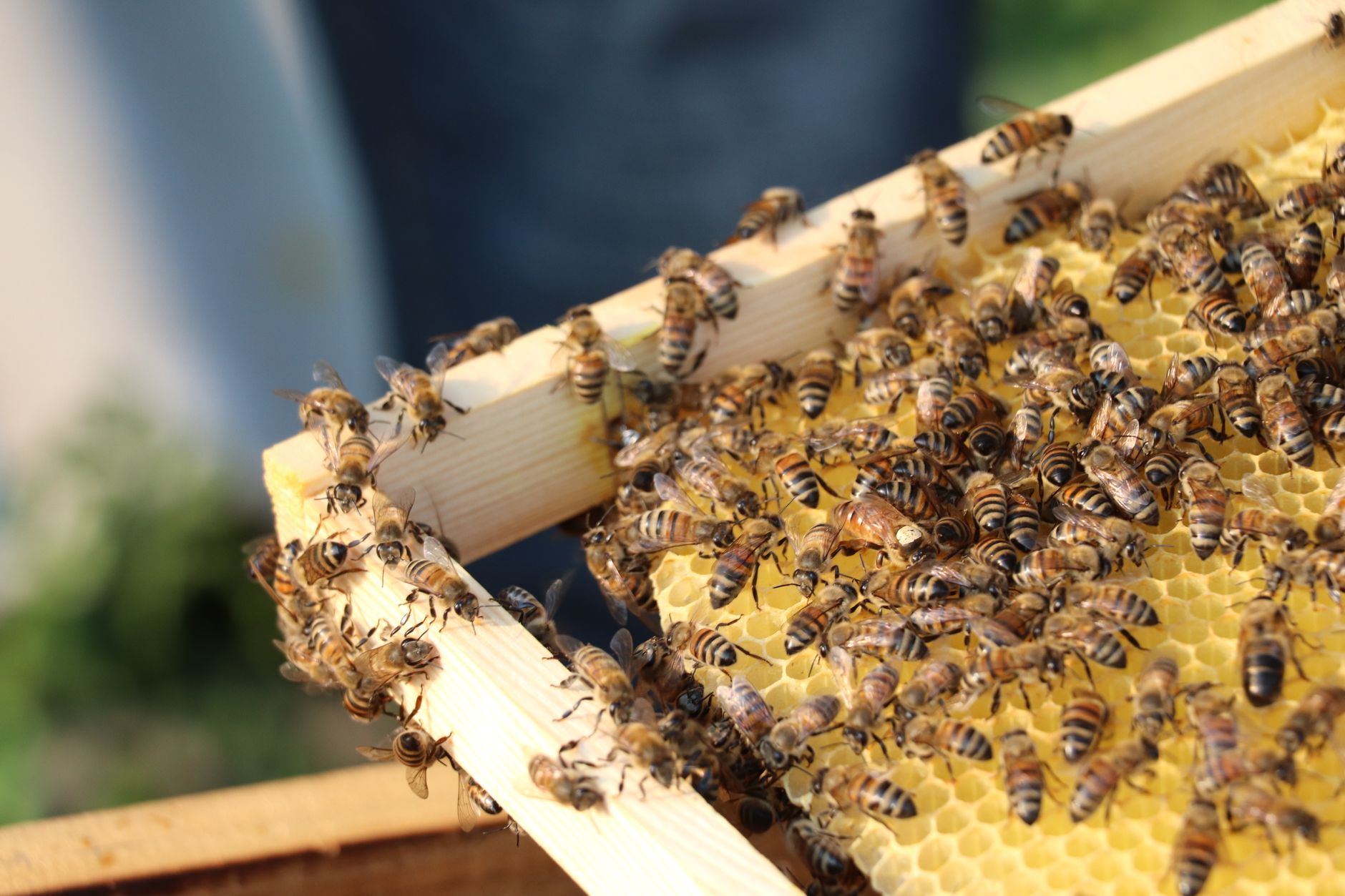 a large queen honey bee with a long abdomen standing on honeycomb surrounded by worker bees