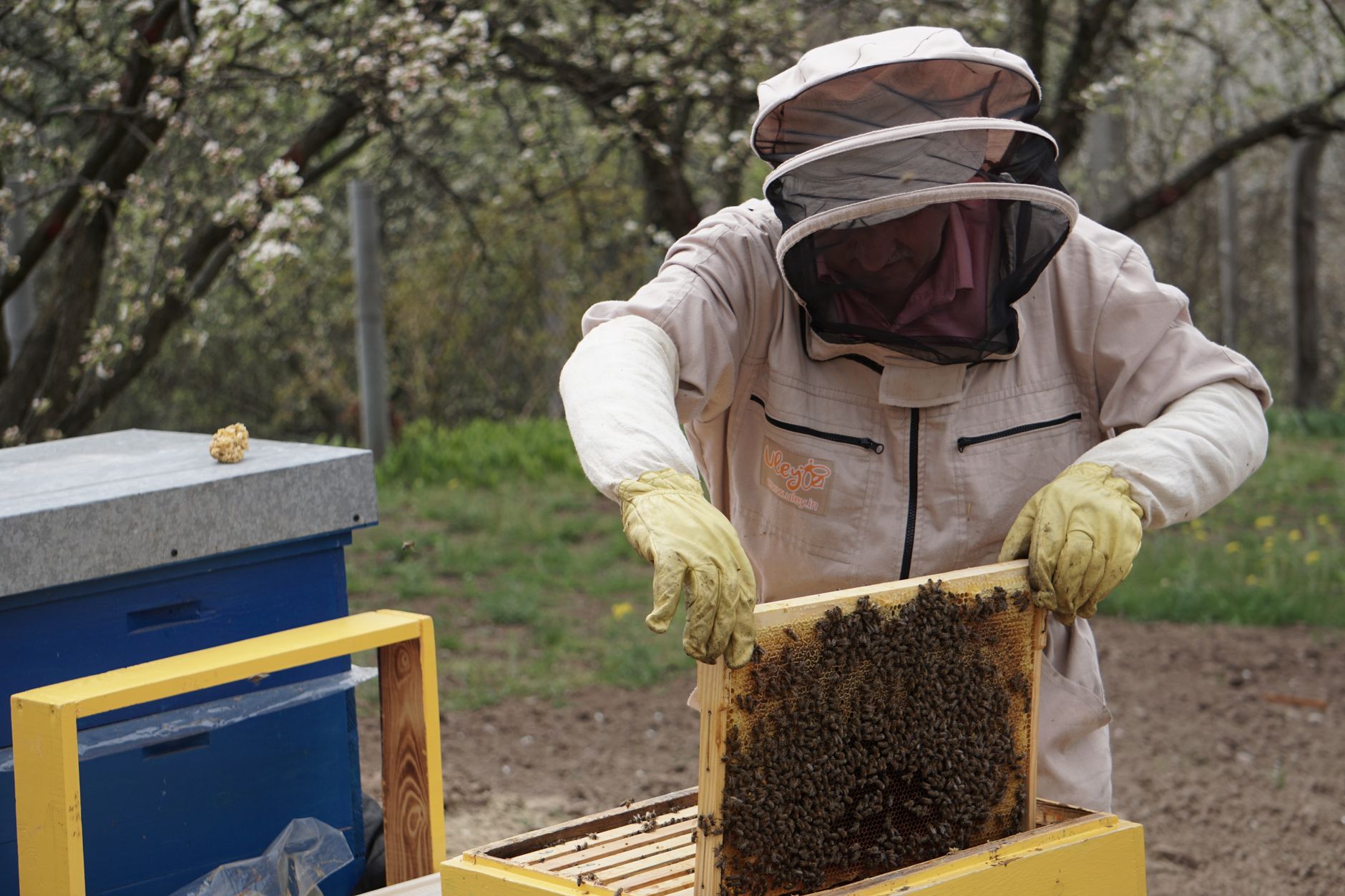 a beekeeper in a white suit inspecting a brood frame from a wooden beehive