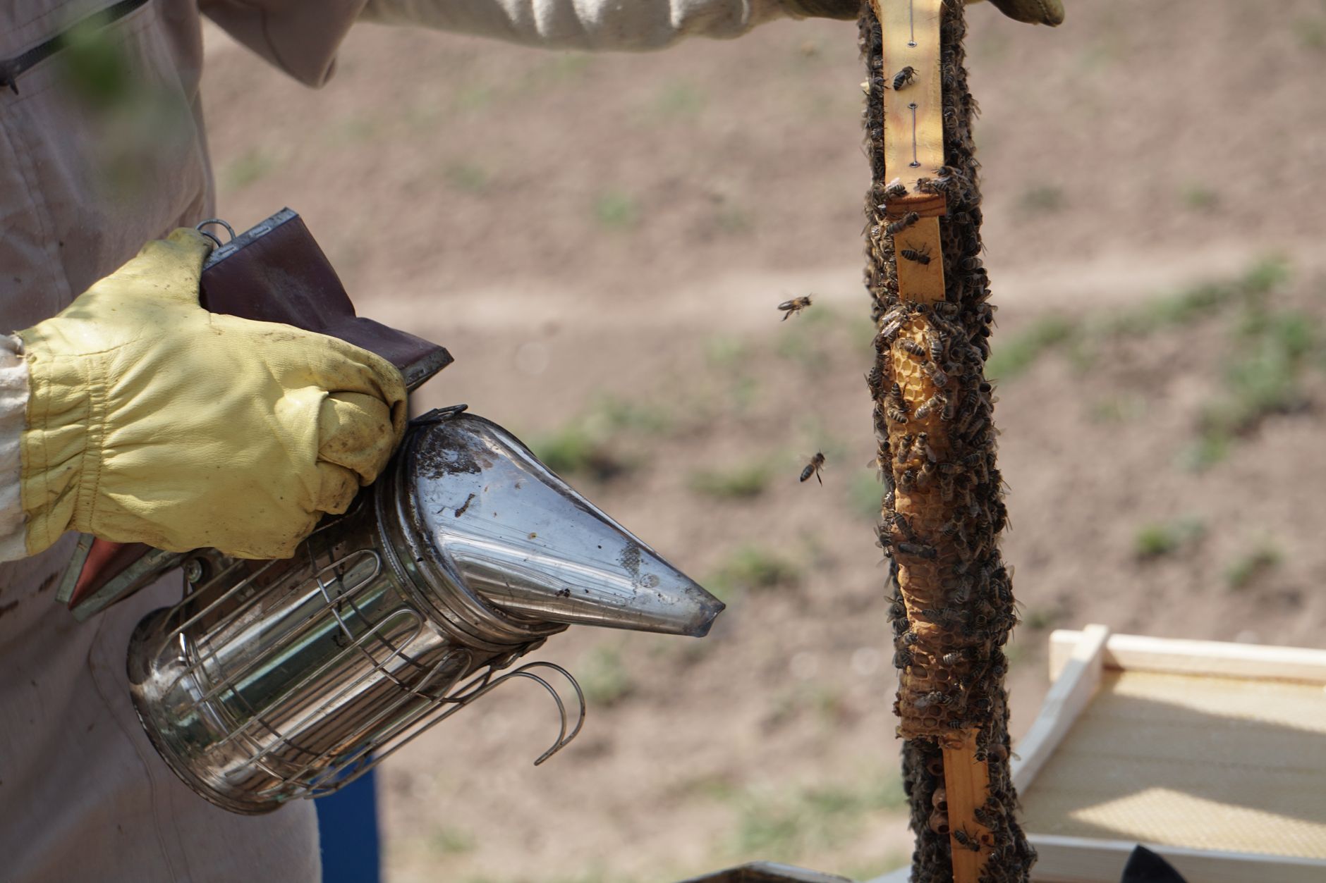 Beekeeper wearing a white protective suit and lighting a smoker near a beehive