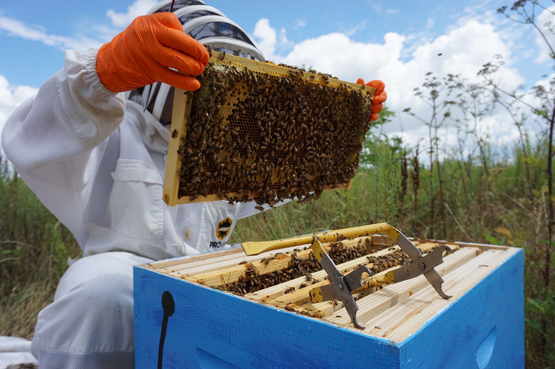 Beekeeper lifting a wooden frame covered with honey bees during a hive inspection