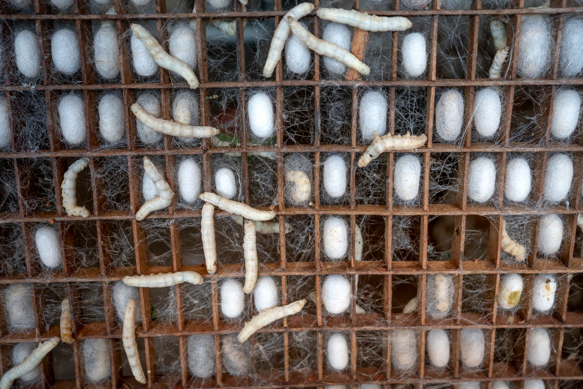 Wax moth larvae and silk webbing covering a honeycomb frame in a beehive