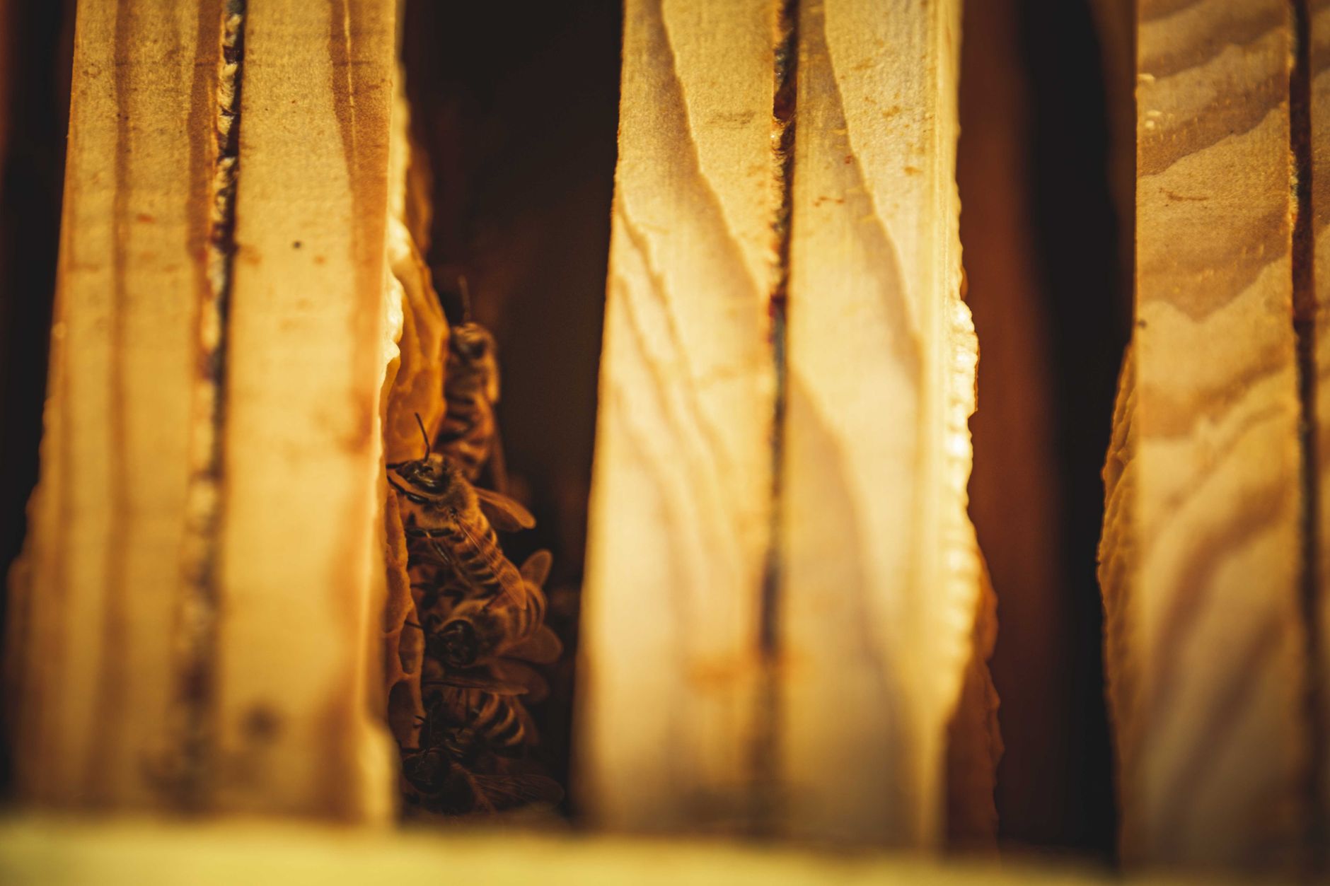 Wooden frames with drawn honeycomb placed inside a chest freezer